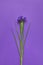 top view of single iris flower on purple, mothers day concept