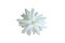 Top view,Single white jasminum sambac flower blossom bloom isolated on white background, Fragrant floral,arabian jasmine, floral