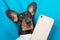 Top view of sleepyhead dog dachshund lies on a blue pillow and surfs on social networks or takes a selfie photo with