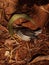 Top view of a small dead robin on the ground under the sunlight