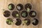 Top view of small different succulents in cups on the wooden background