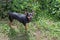 Top view of a small dog of the Miniature Pinscher breed of black and brown on a background of green grass with an open mouth on a