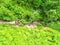 Top view of the small forest stream in the mountains. White wildflowers on the bank of the creek.