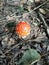 Top view of a small mushroom fly agaric in the forest