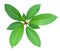 Top view of the small plant, green fresh leaf on center group branches, white background isolated.