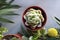 Top view of small succulent and yellow Craspedia globosa on gray background