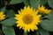 Top view small sunflowers with fresh green leaves