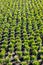 Top view of small thuja occidentalis in garden center. Coniferous nursery outdoor