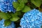 A top view of a smooth hydrangea or wild hortensia blue flowers.