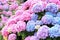 A top view of a smooth hydrangea or wild hortensia blue and violet flowers.