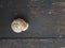 Top view of a snail on a wooden surface outdoors