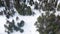 Top view of snowboarder riding in forest. Footage. Extreme skiing on narrow path among coniferous forest on sunny day