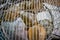 Top view of Softshell Turtles in cages sold at Dong Xuan Market