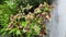 Top View of Solenostemon Scutellarioides \\\'India Frills\\\' Coleus Plant