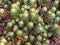 Top view of some pale stonecrop succulent plants