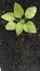 Top view of spinach tree leaves