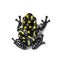 Top view of a Spotted poison frog, Spotted poison frog