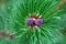 Top view of a sprig of pine with charming young pine cones.