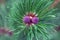 Top view of a sprig of pine with charming young pine cones. Close-up.