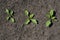 top view of sprouts of sugar beet leaves in the field