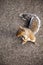 Top view of squirrel standing on a paved park trail