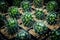 Top view stack of cactus in planting pot