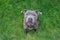 Top View of Staffordshire Bull Terrier