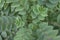 Top view of Star gooseberry or Phyllanthus acidus tree.