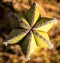 Top view of a star shaped cactus