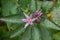 Top view of a star-shaped Toad Lily flower