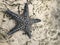 Top view of a starfish on white sand and sea grass in shallow water. Zanzibar. Atlantic Ocean