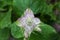 Top view of stem of blooming salvia on blurred background