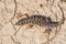 Top view Steppe Runner Lizard or Eremias arguta on dry ground