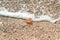 Top view of stranded jellyfish covering by foam of sea water