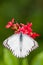 Top view of The Striped Albatross butterfly (Appias libythea olferna)