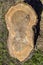 Top view of stump surface of freshly cut large walnut tree. Remnants of small sawdust. On ground is shadow of stump.