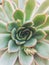 Top view of succulent. green plant flat lay, close up