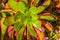 Top view of succulent plant with raindrops.