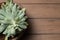 Top view of a succulent plant on wooden background.