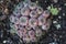 Top view of Sulcorebutia rauschii cactus