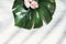 Top view summer monstera leaf and shell and star fish on white wood table with sunlight shadow.summer vacation
