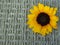 Top view of Sunrich Yellow Orange Summer Tall Sunflowers on rattan background texture.