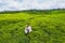 Top view of tea plantations and a couple in love in white on the island of Mauritius, Mauritius