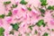Top view tender tea roses with green leaves on the pink background. Flat lay. Selective focus.