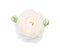 Top view tender white rose flowers blooming with two bud isolated on white background and clipping path