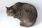 Top view of Thai tabby striped cat is sleeping