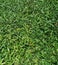 Top view of thick bush in a park.