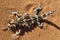 Top view of Thorny Devil