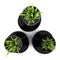 Top view of three houseplants in black vases isolated on white