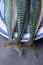 Top view of three mackerel tails on blue and white fountain on gray background